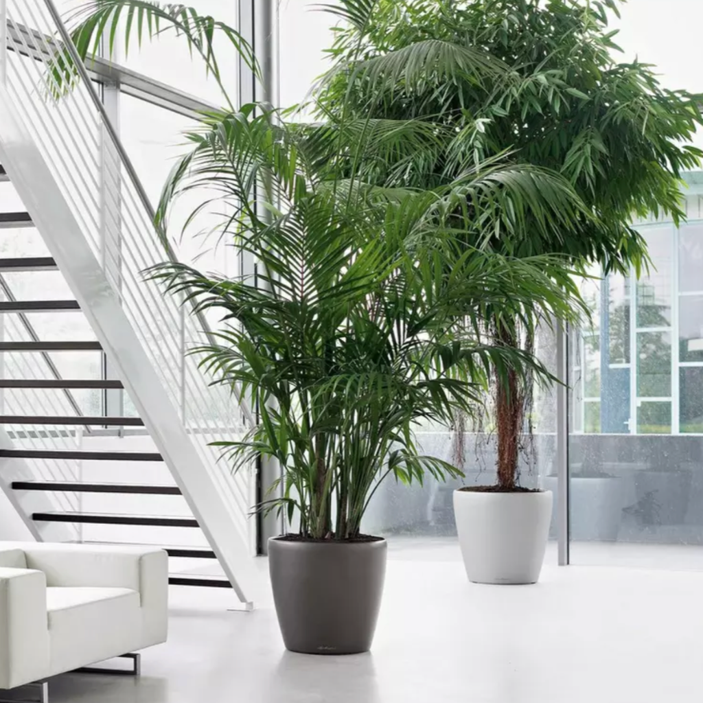 CLASSICO Premium Pot avec système d’arrosage intégré