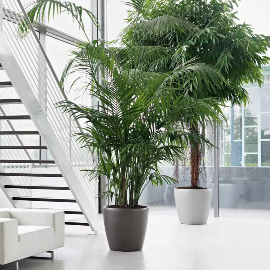 CLASSICO Premium Pot avec système d’arrosage intégré