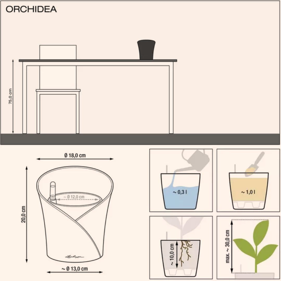 ORCHIDEA