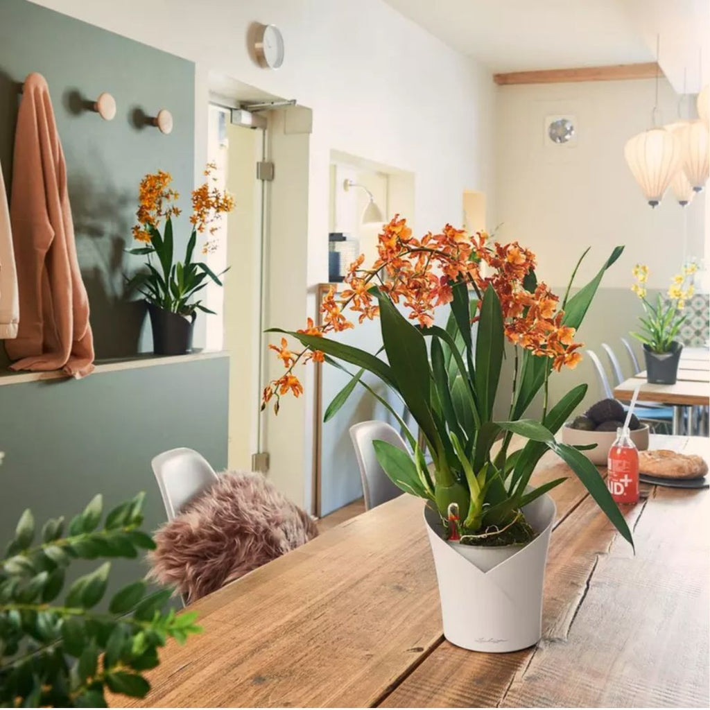 ORCHIDEA