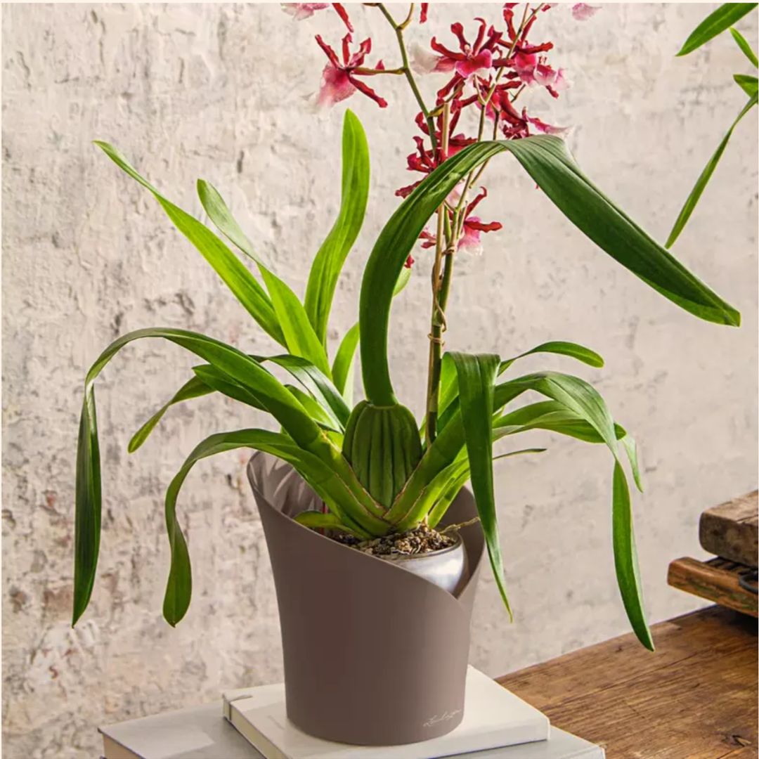 ORCHIDEA
