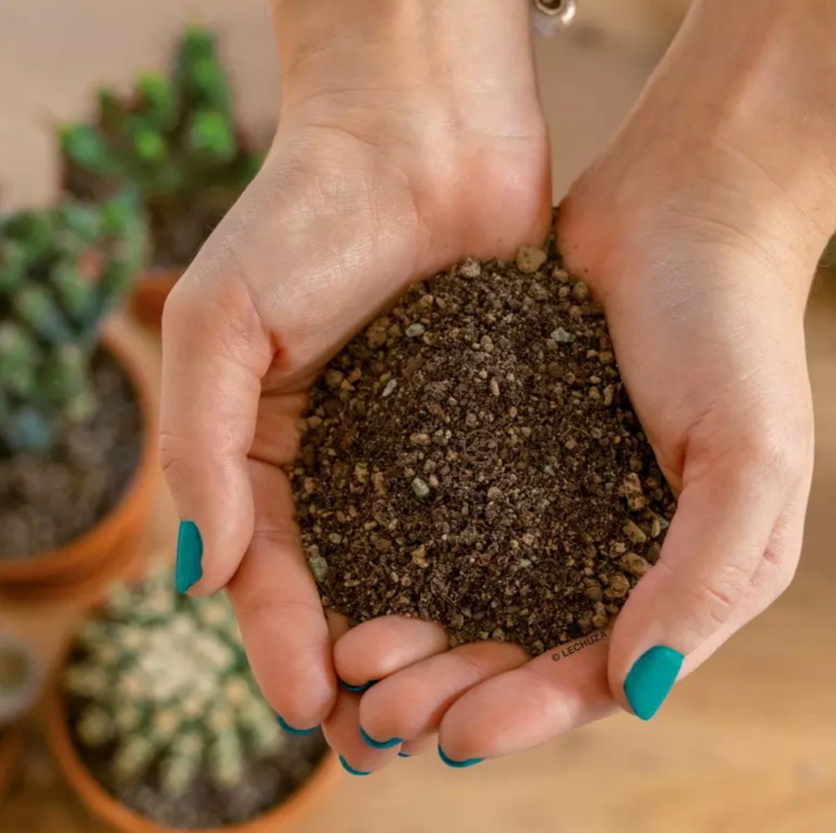 Substrat pour cactus et plantes succulentes LECHUZA CACTUSPON – 3 L