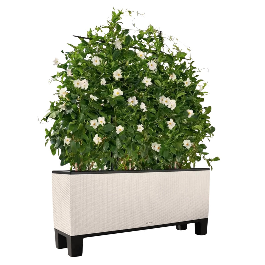 Socle pour TRIO