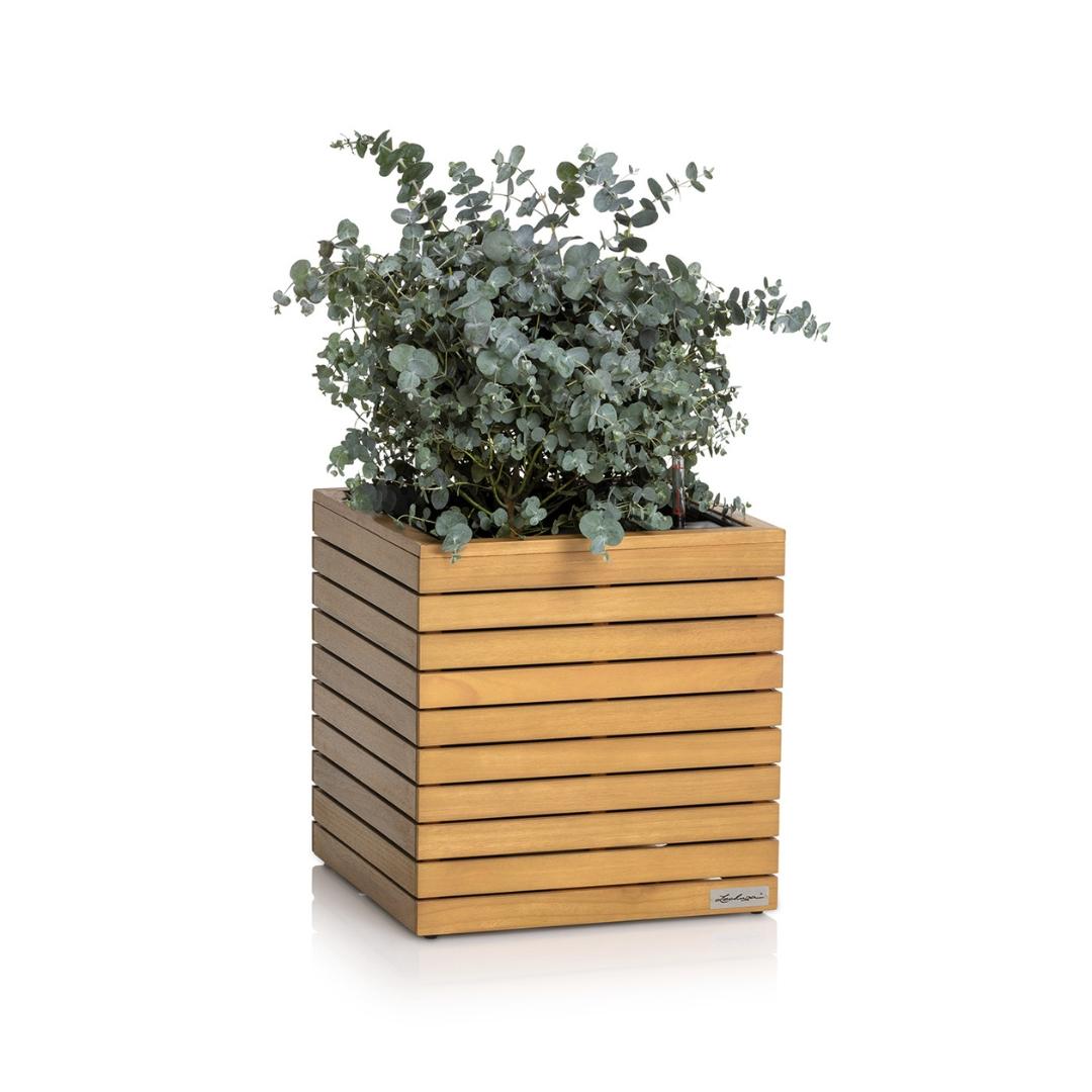 PALO en bois naturel d'eucalyptus