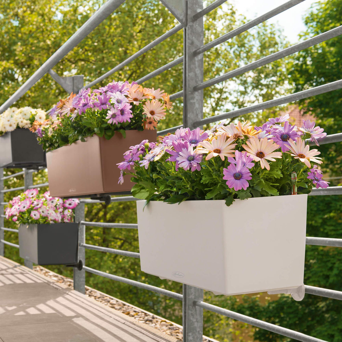 BALCONERA Couleur